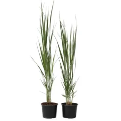 Staudehirse - Sæt med 2 - Panicum virgatum 'Northwind' - Højde 40-60cm - ⌀23cm