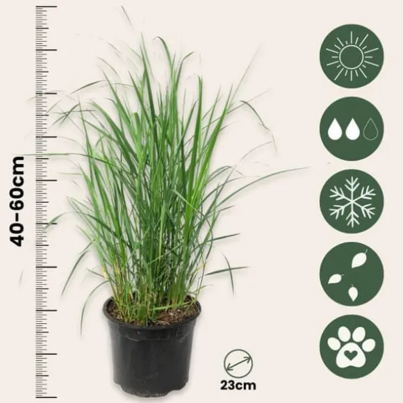 Staudehirse - Sæt med 2 - Panicum 'Heavy Metal' - Højde 40-60cm - ⌀23cm