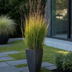 Staudehirse - Sæt med 2 - Panicum 'Heavy Metal' - Højde 40-60cm - ⌀23cm