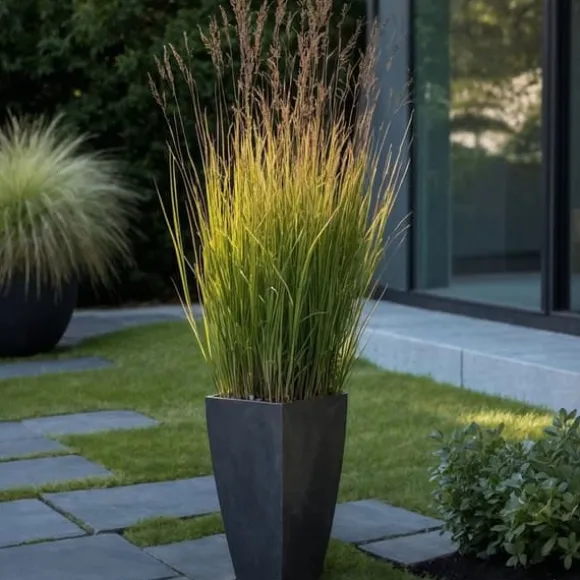 Staudehirse - Sæt med 2 - Panicum 'Heavy Metal' - Højde 40-60cm - ⌀23cm