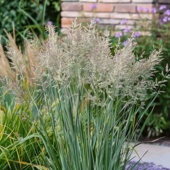 Staudehirse - Sæt med 2 - Panicum 'Heavy Metal' - Højde 40-60cm - ⌀23cm