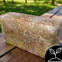 Østershattemyceliumballe 15 kg hjemmedyrkning hurtig høst + gratis