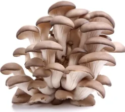 Østershattemyceliumballe 15 kg hjemmedyrkning hurtig høst + gratis