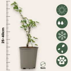 Stikkelsbær - 3 stk - Ribes uva- crispa - Højde 25-40cm - ⌀9cm