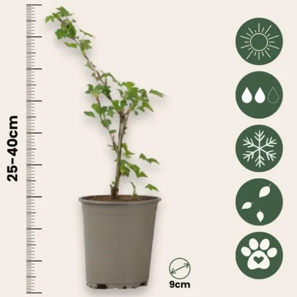 Stikkelsbær - 3 stk - Ribes uva- crispa - Højde 25-40cm - ⌀9cm