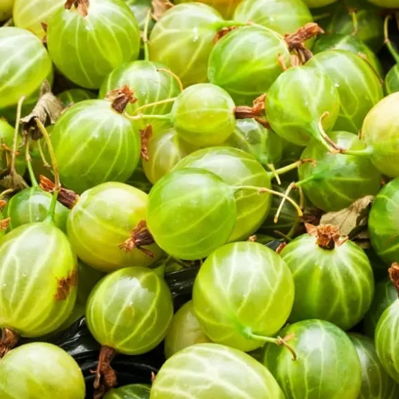 Stikkelsbær - 3 stk - Ribes uva- crispa - Højde 25-40cm - ⌀9cm
