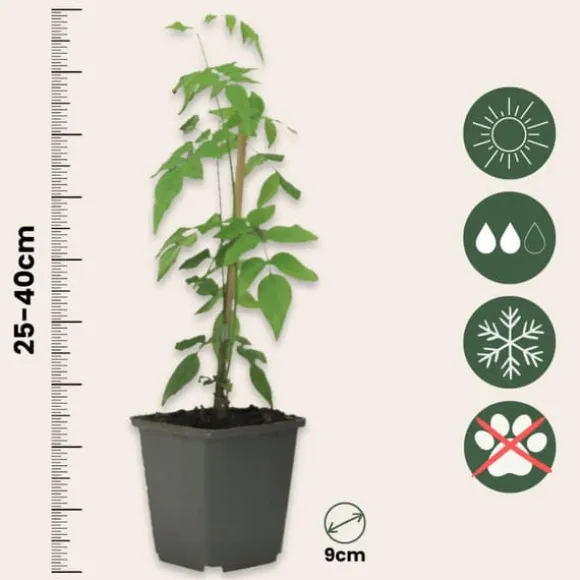 Stjernejasmin - Sæt med 3 - Jasminum 'Officinale' - Højde 25-40cm - ⌀9cm