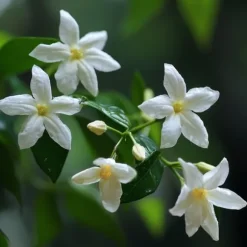Stjernejasmin - Sæt med 3 - Jasminum 'Officinale' - Højde 25-40cm - ⌀9cm