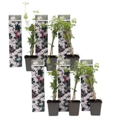 Stjernejasmin - Sæt med 6 - Jasminum 'Officinale' - Højde 25-40cm - ⌀9cm