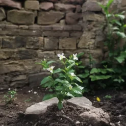 Stjernejasmin - Sæt med 6 - Jasminum 'Officinale' - Højde 25-40cm - ⌀9cm