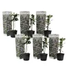 Stjernejasmin - Sæt med 6 - Trachelospermum jasminoides - Højde 25-40cm - ⌀9cm