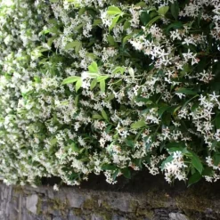 Stjernejasmin - Sæt med 3 - Trachelospermum jasminoides - Højde 25-40cm - ⌀9cm