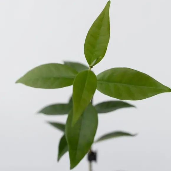 Stjernejasmin - Sæt med 3 - Trachelospermum jasminoides - Højde 25-40cm - ⌀9cm