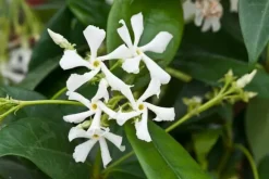 Stjernejasmin - Sæt med 3 - Trachelospermum jasminoides - Højde 25-40cm - ⌀9cm