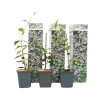 Stjernejasmin - Sæt med 3 - Trachelospermum jasminoides - Højde 25-40cm - ⌀9cm