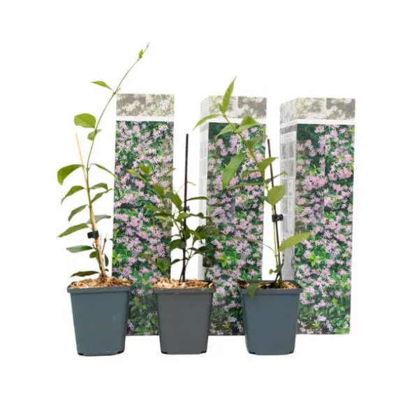 Stjernejasmin - Sæt med 3 - Trachelospermum jasminoides - Højde 25-40cm - ⌀9cm