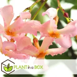 Stjernejasmin - Sæt med 3 - Trachelospermum jasminoides - Højde 25-40cm - ⌀9cm