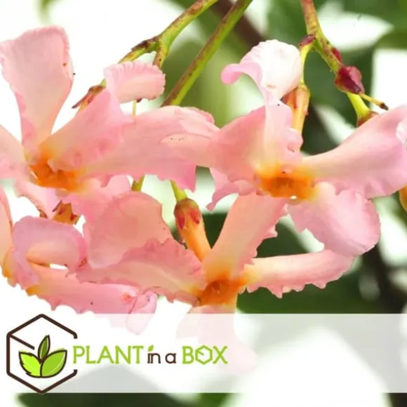 Stjernejasmin - Sæt med 3 - Trachelospermum jasminoides - Højde 25-40cm - ⌀9cm