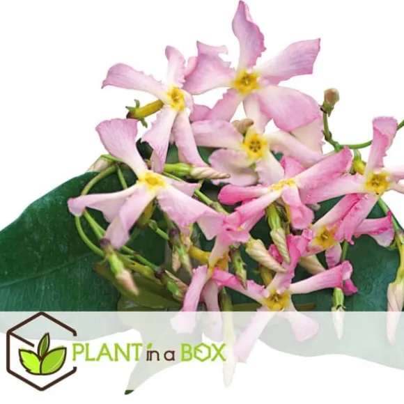 Stjernejasmin - Sæt med 3 - Trachelospermum jasminoides - Højde 25-40cm - ⌀9cm