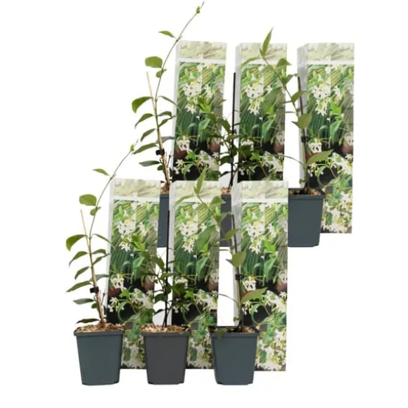 Stjernejasmin - Sæt med 6 - Trachelospermum jasminoides - Højde 25-40cm - ⌀9cm