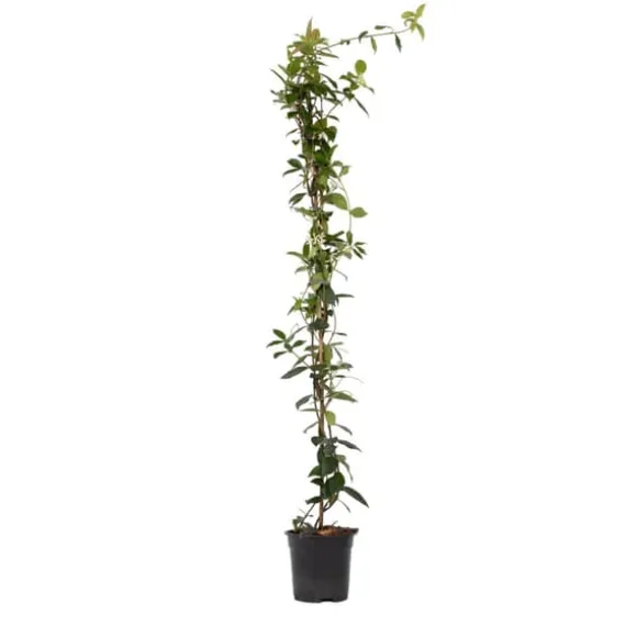 Stjernejasmin - Trachelospermum jasminoides - Højde 110-120cm - ⌀17cm
