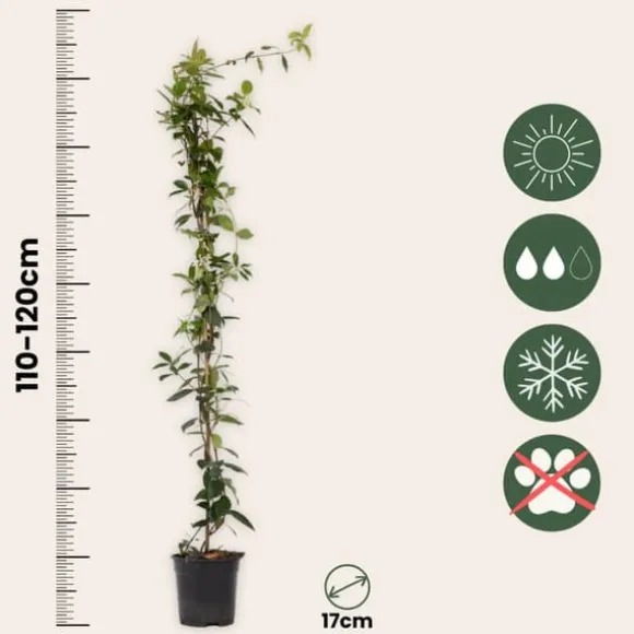 Stjernejasmin - Trachelospermum jasminoides - Højde 110-120cm - ⌀17cm