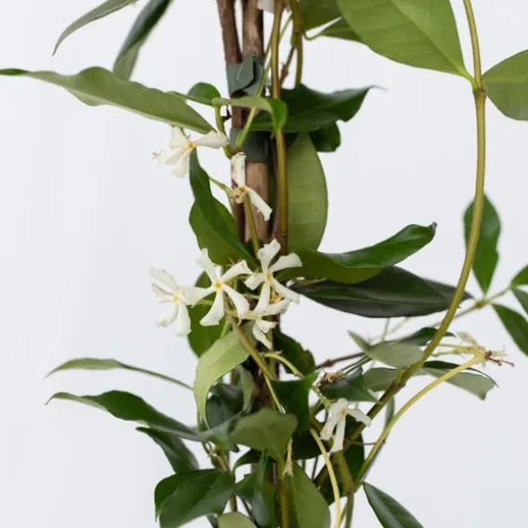 Stjernejasmin - Trachelospermum jasminoides - Højde 110-120cm - ⌀17cm