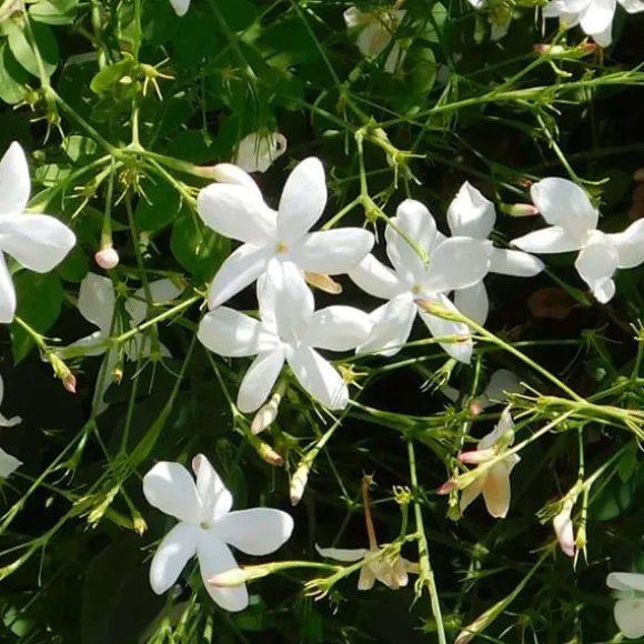 Stjernejasmin - Trachelospermum jasminoides - Højde 110-120cm - ⌀17cm