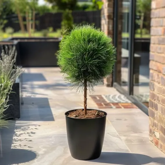 Østrigsk fyr - Pinus 'Summer Breeze' - Højde 70-80cm - ⌀24cm