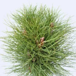 Østrigsk fyr - Pinus 'Summer Breeze' - Højde 70-80cm - ⌀24cm