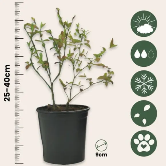 Superfrugt - Sæt med 3 - Actinidia, Vaccinium - Højde 25-40cm - ⌀9cm