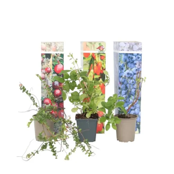 Superfrugt - Sæt med 6 - Actinidia, Vaccinium - Højde 25-40cm - ⌀9cm