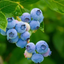 Superfrugt - Sæt med 6 - Actinidia, Vaccinium - Højde 25-40cm - ⌀9cm