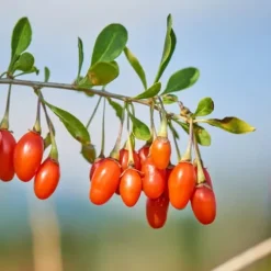 Superfrugt - Sæt med 6 - Actinidia, Vaccinium - Højde 25-40cm - ⌀9cm