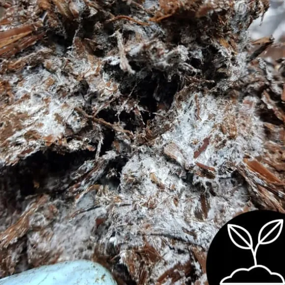 Svampedyrkningssæt 5 kg mycelium Hjemmesvampedyrkning + Gratis