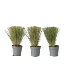 Thorvaldsens hår - Sæt 3 - Stipa tenuifolia 'Pony Tails' - Højde 20-30cm - ⌀9cm