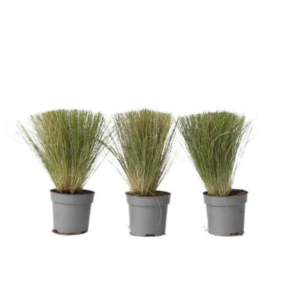 Thorvaldsens hår - Sæt 3 - Stipa tenuifolia 'Pony Tails' - Højde 20-30cm - ⌀9cm