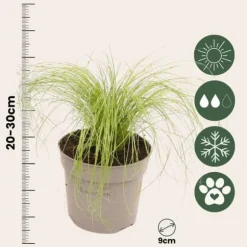 Thorvaldsens hår - Sæt 3 - Stipa tenuifolia 'Pony Tails' - Højde 20-30cm - ⌀9cm