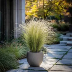Thorvaldsens hår - Sæt 3 - Stipa tenuifolia 'Pony Tails' - Højde 20-30cm - ⌀9cm