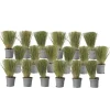 Thorvaldsens hår - Sæt 18 - Stipa tenuifolia 'Pony Tails' - Højde 20-30cm - ⌀9cm