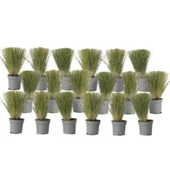 Thorvaldsens hår - Sæt 18 - Stipa tenuifolia 'Pony Tails' - Højde 20-30cm - ⌀9cm