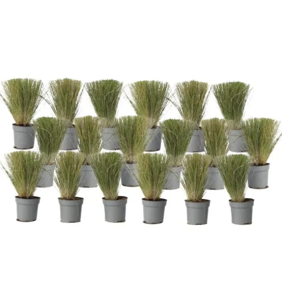 Thorvaldsens hår - Sæt 18 - Stipa tenuifolia 'Pony Tails' - Højde 20-30cm - ⌀9cm