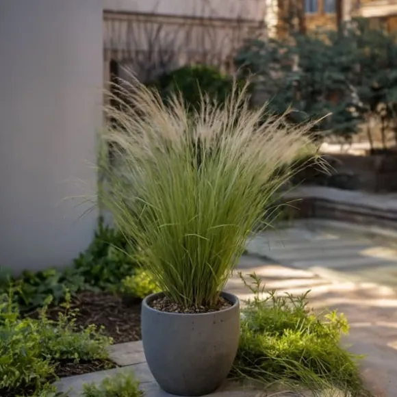 Thorvaldsens hår - Sæt 18 - Stipa tenuifolia 'Pony Tails' - Højde 20-30cm - ⌀9cm