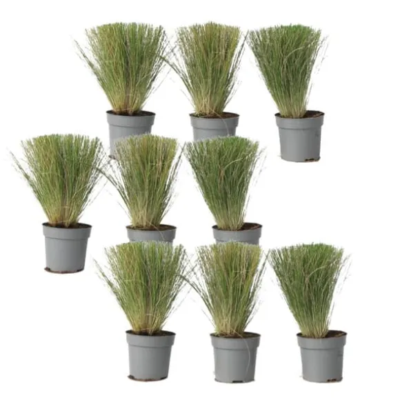 Thorvaldsens hår - Sæt 9 - Stipa tenuifolia 'Pony Tails' - Højde 20-30cm - ⌀9cm