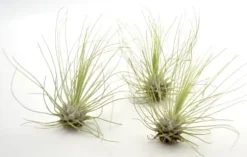 Tillandsia ARGENTEA 5–6 cm – luftplante uden jord