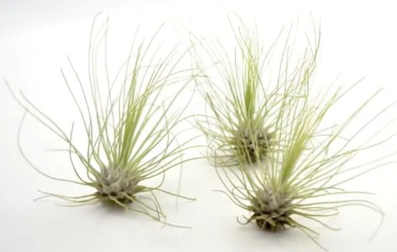 Tillandsia ARGENTEA 5–6 cm – luftplante uden jord