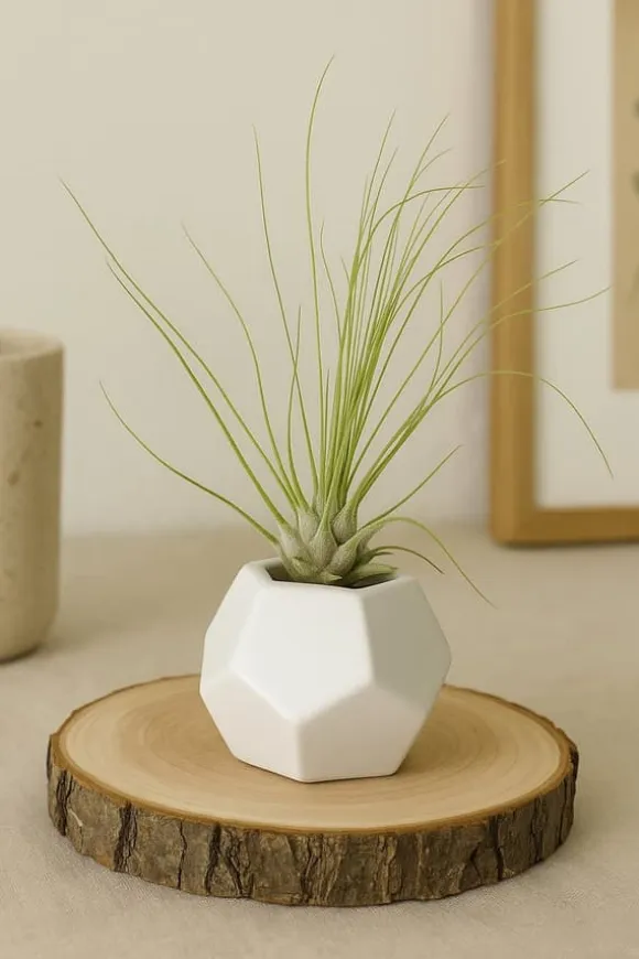 Tillandsia ARGENTEA 5–6 cm – luftplante uden jord
