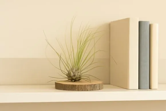 Tillandsia ARGENTEA 5–6 cm – luftplante uden jord