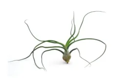 Tillandsia BULBOSA R 10 cm – luftplante uden jord