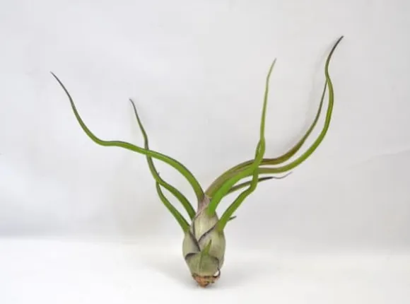 Tillandsia BULBOSA R 10 cm – luftplante uden jord